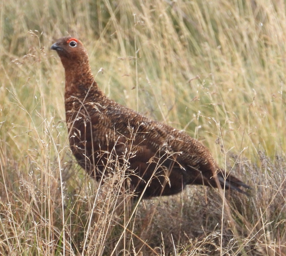 Willow Ptarmigan - ML641842391