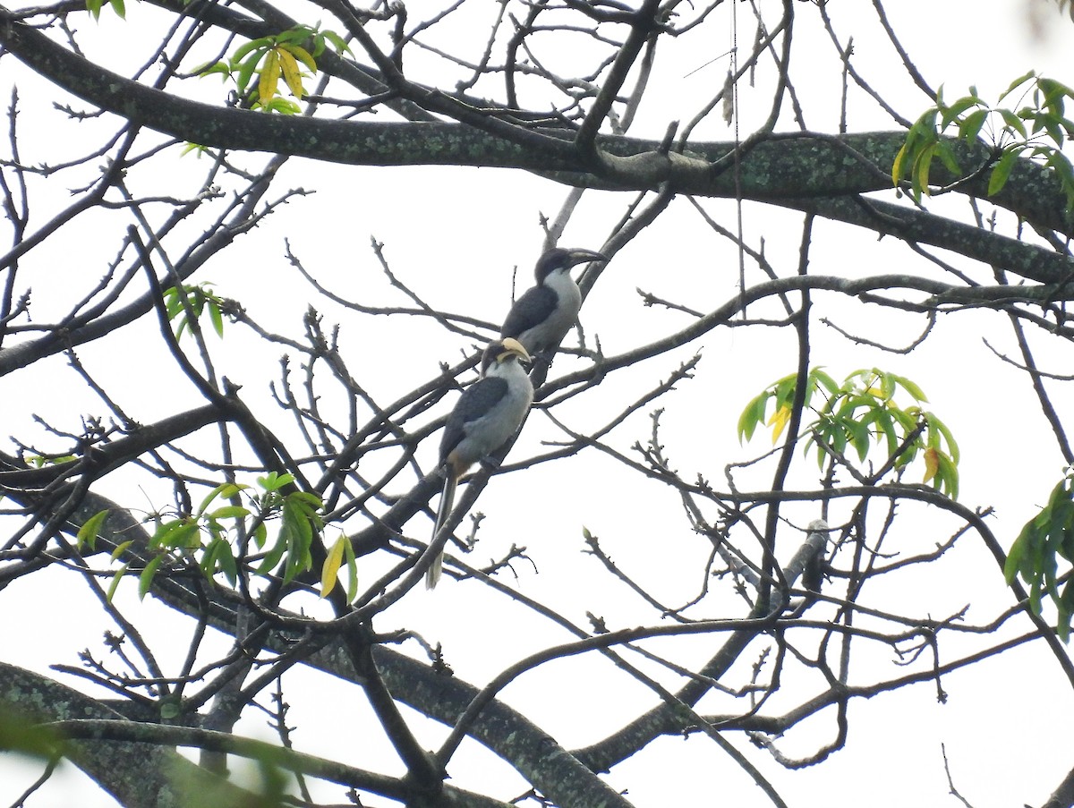 Sri Lanka Gray Hornbill - ML641842392