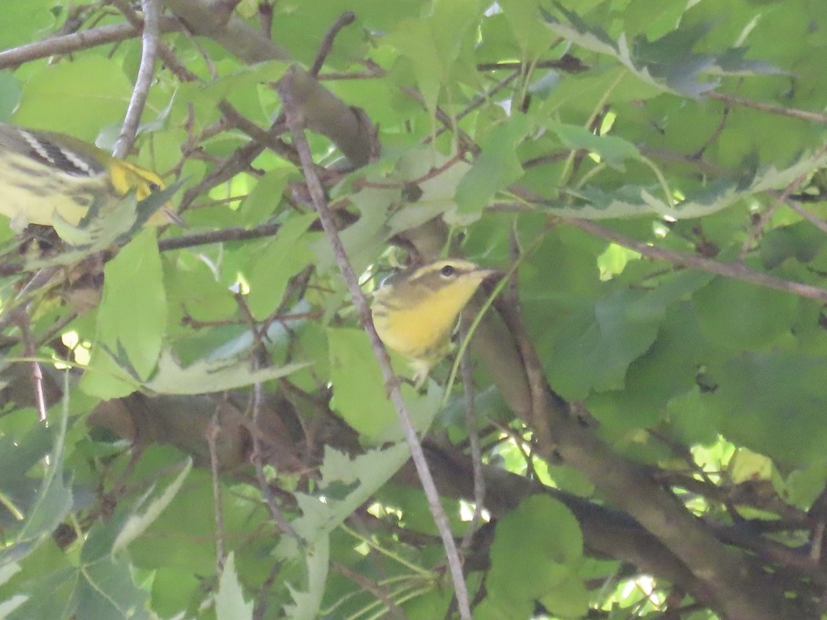 Blackburnian Warbler - ML641842394