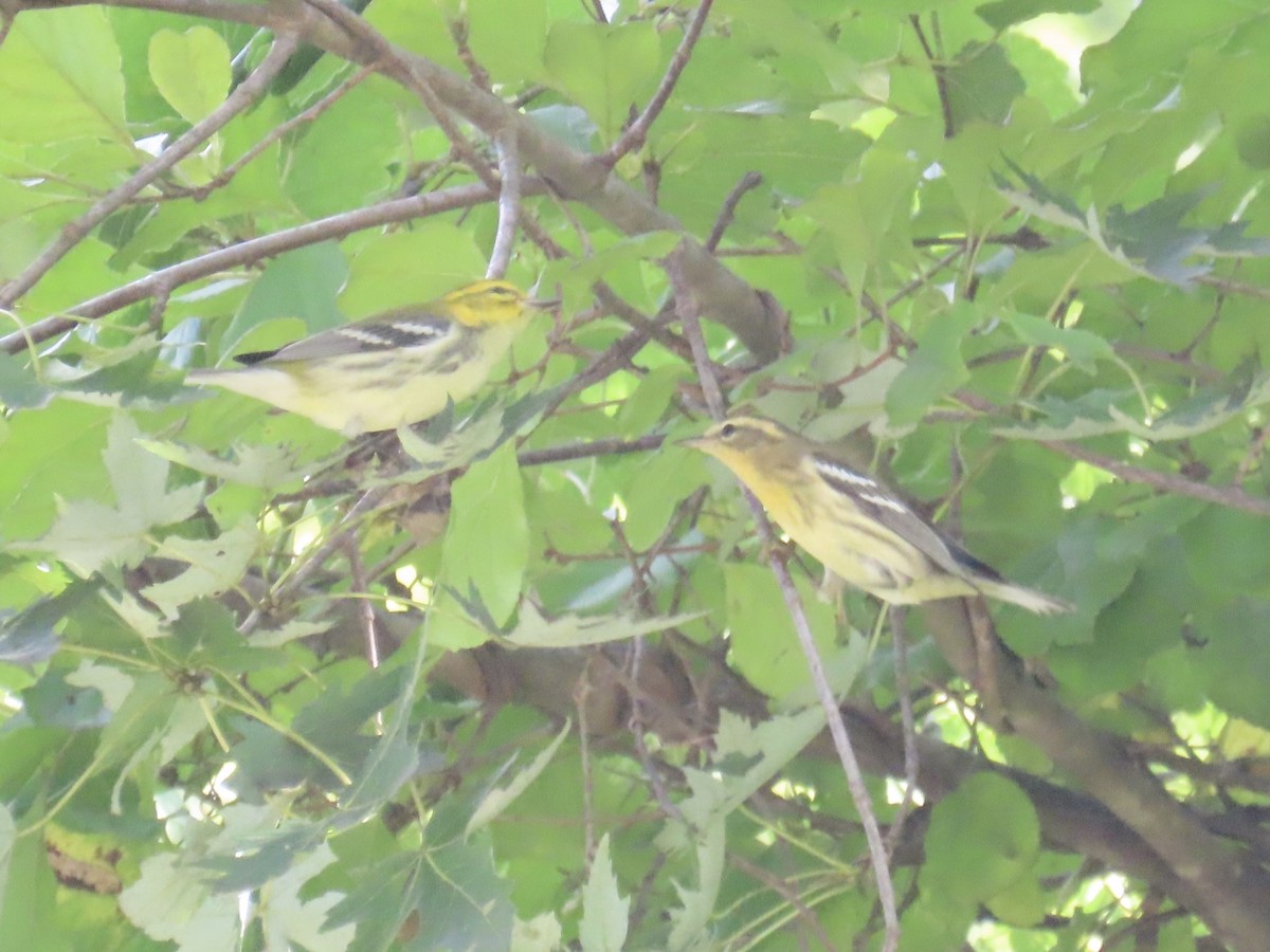 Blackburnian Warbler - ML641842395