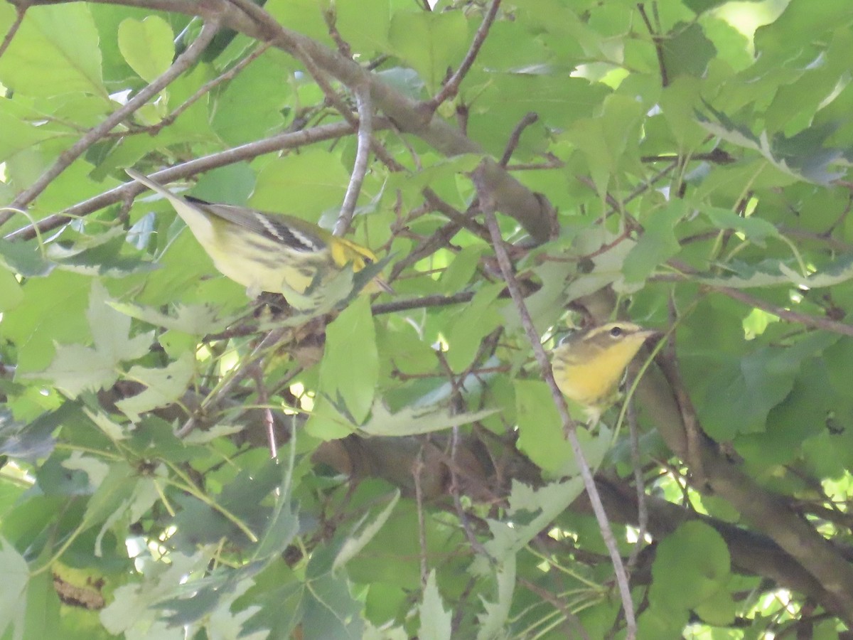 Blackburnian Warbler - ML641842396