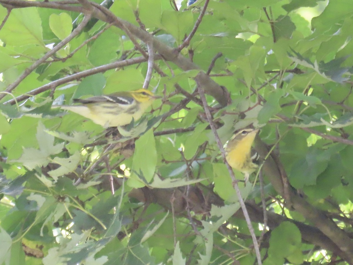 Blackburnian Warbler - ML641842397