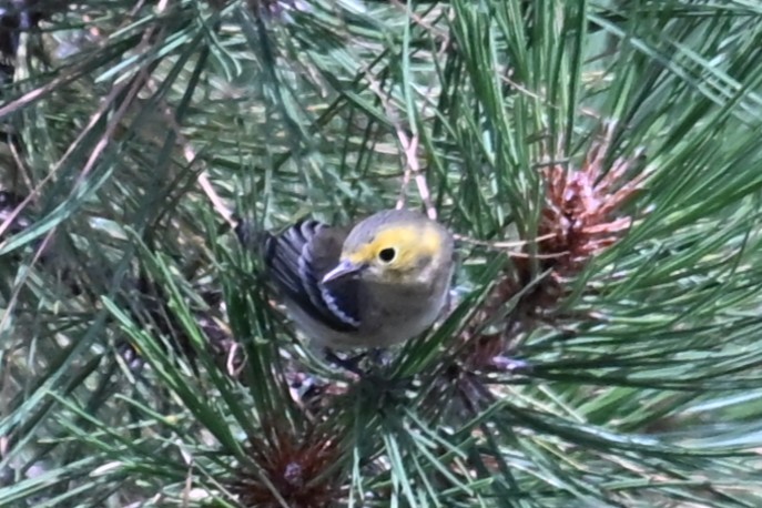 Paruline à tête jaune - ML641842405