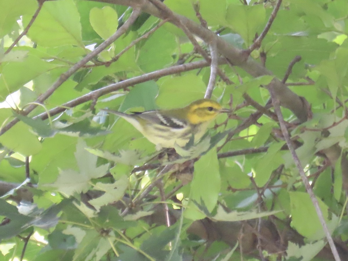 Black-throated Green Warbler - ML641842406