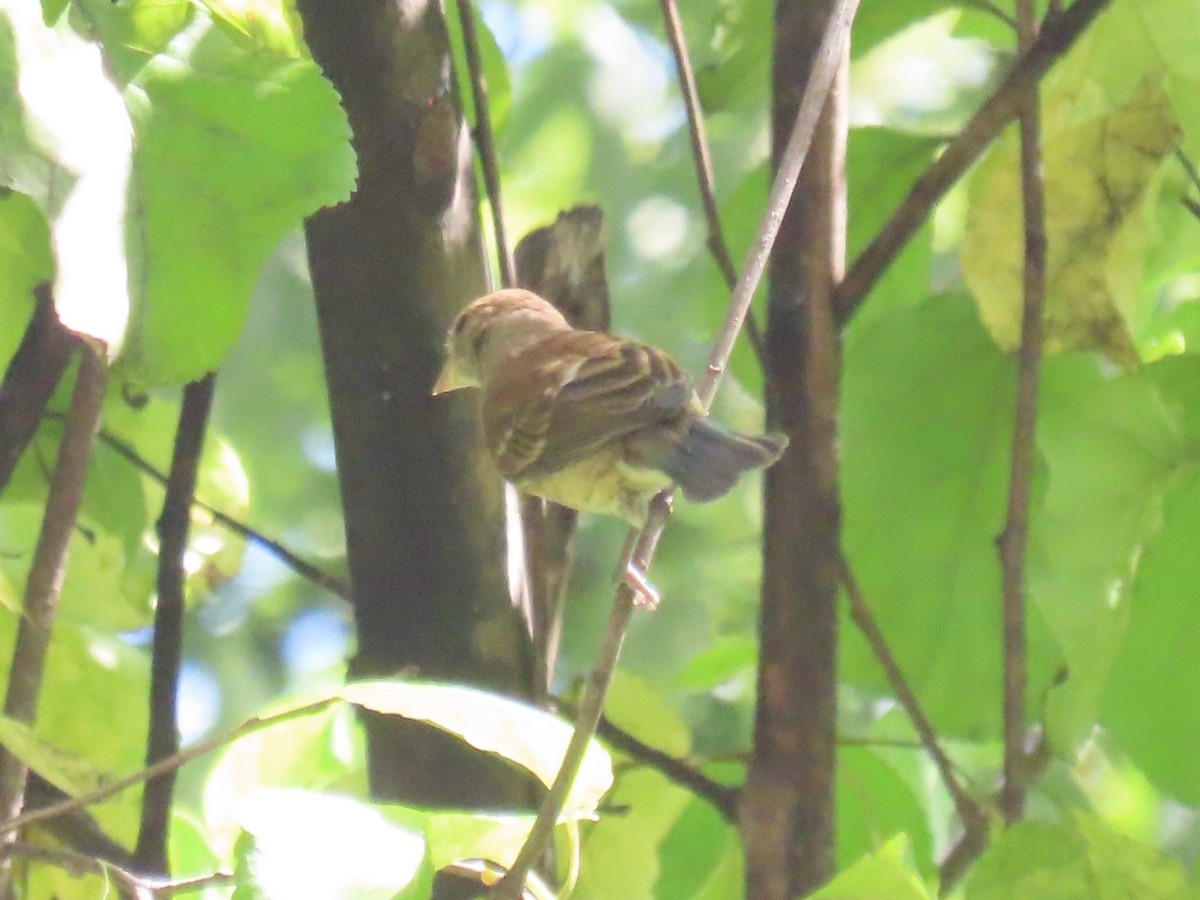 Indigo Bunting - ML641842412