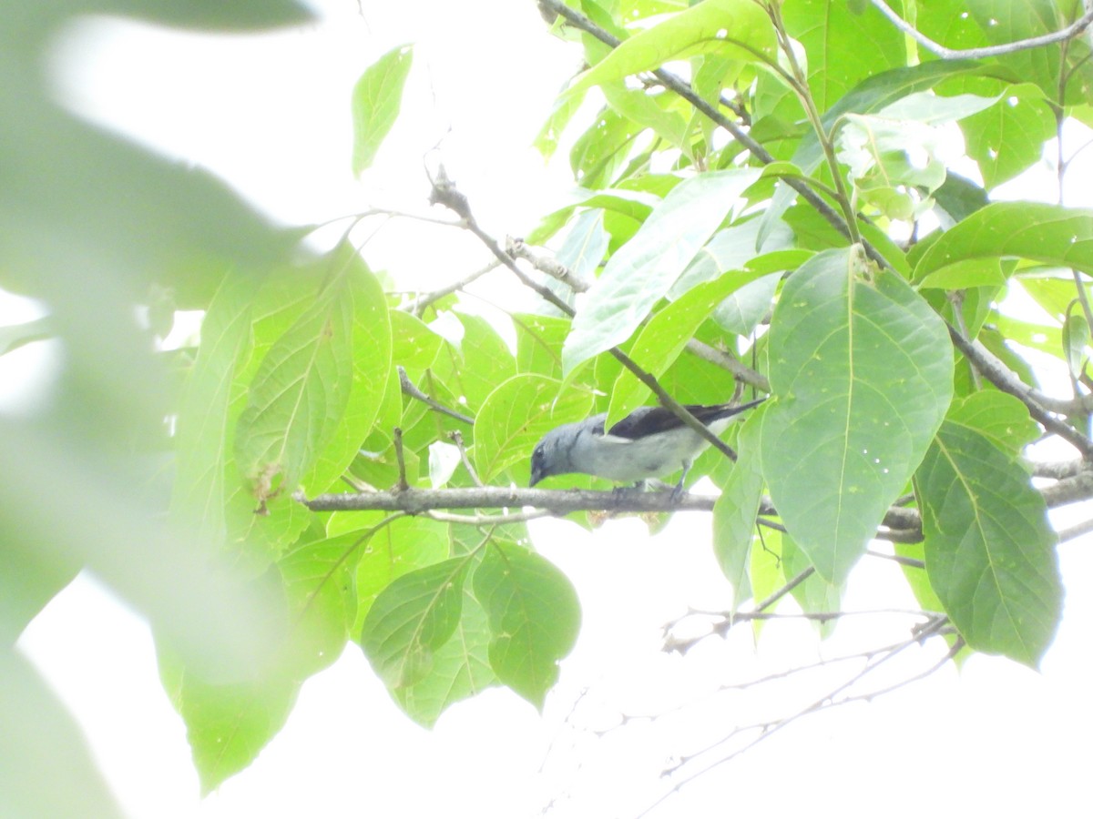 Plain-colored Tanager - ML641842420