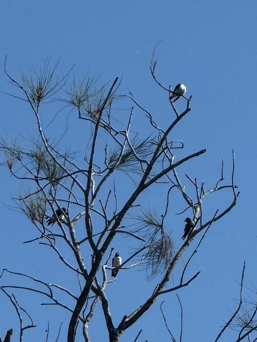 White-breasted Woodswallow - ML641842428