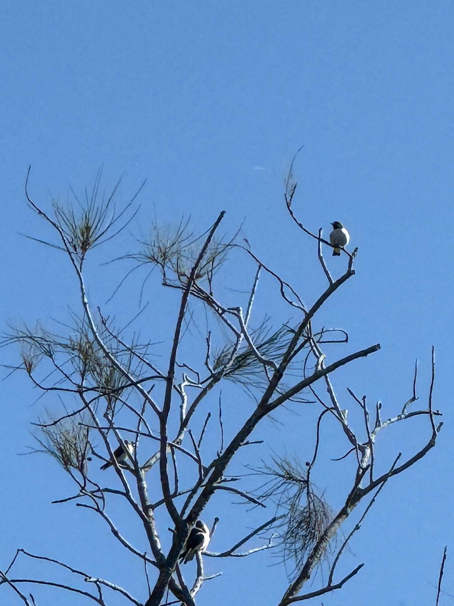 White-breasted Woodswallow - ML641842429