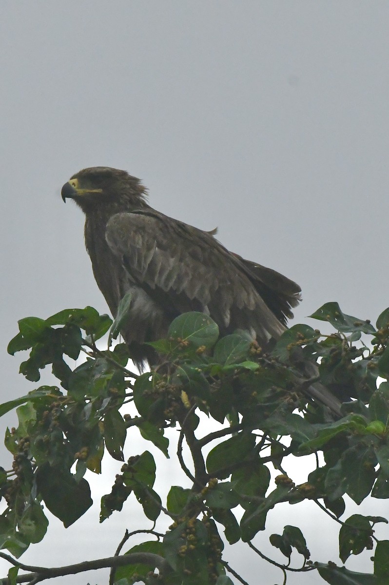 Tawny Eagle - ML641842431