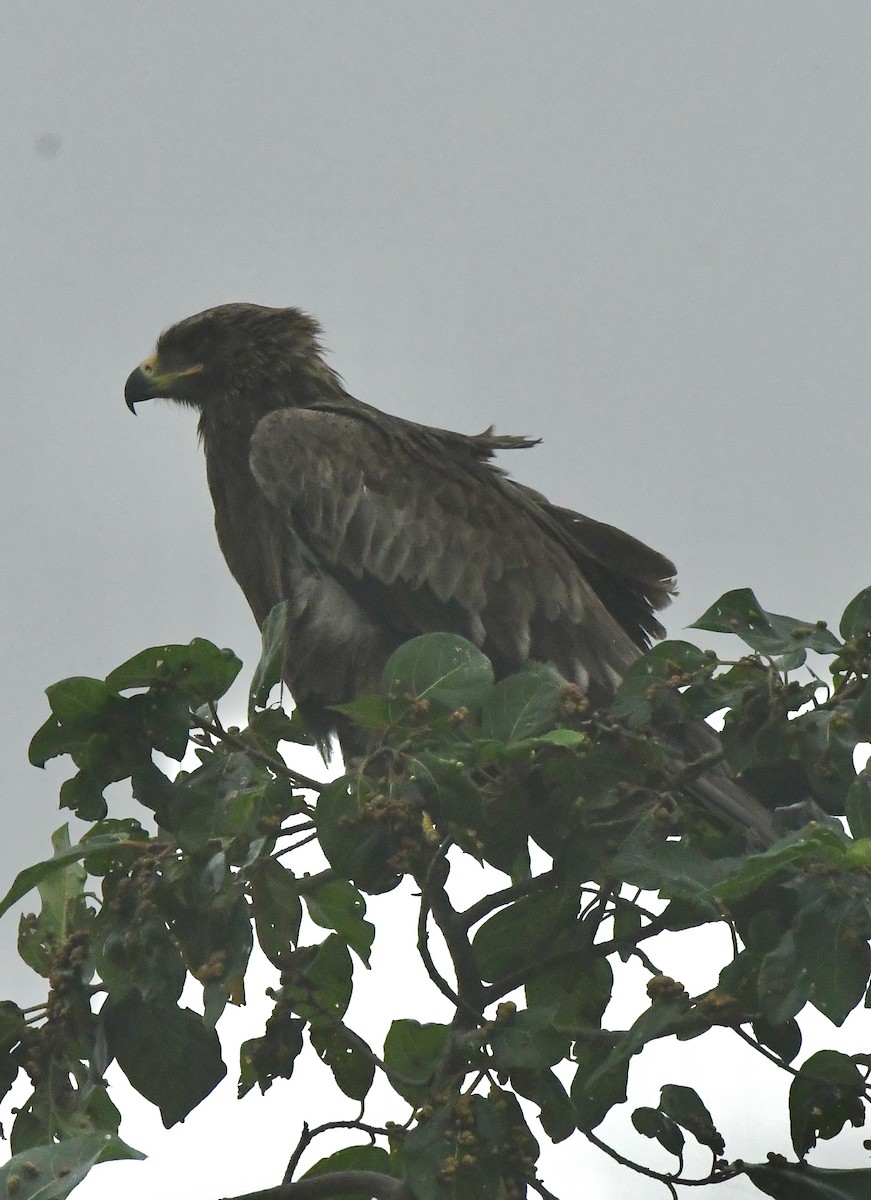 Tawny Eagle - ML641842432