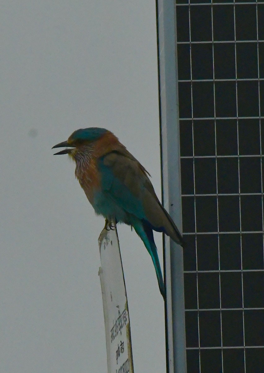 Indian Roller - ML641842436
