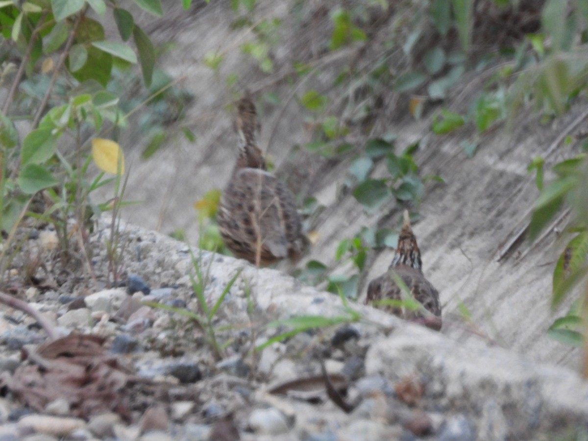 Crested Bobwhite - ML641842440