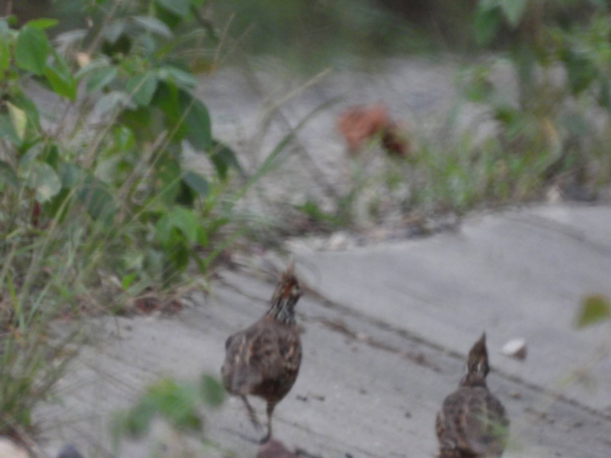 Crested Bobwhite - ML641842441