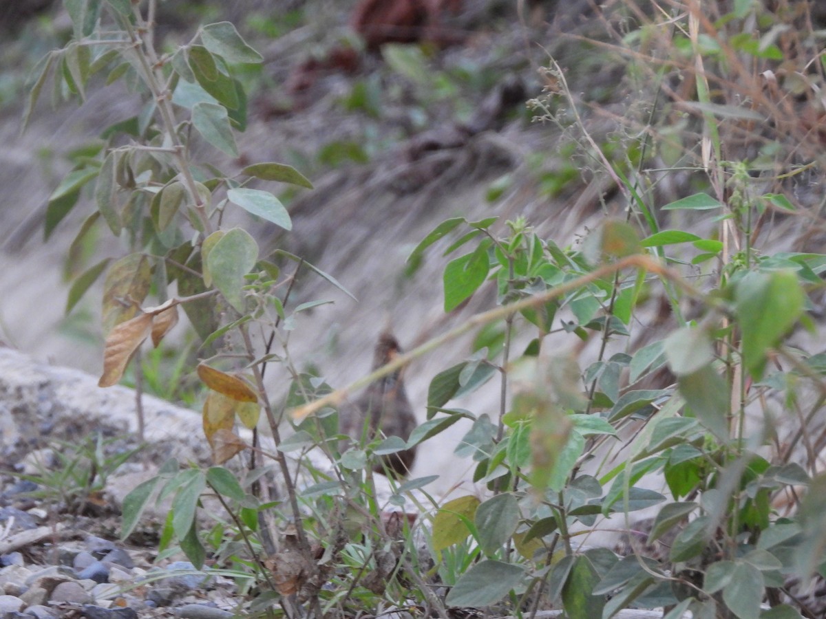 Crested Bobwhite - ML641842442