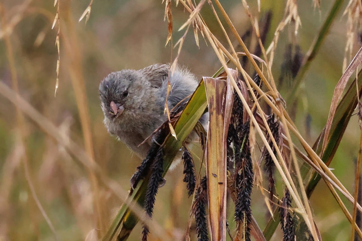 Plain-colored Seedeater - ML641842451