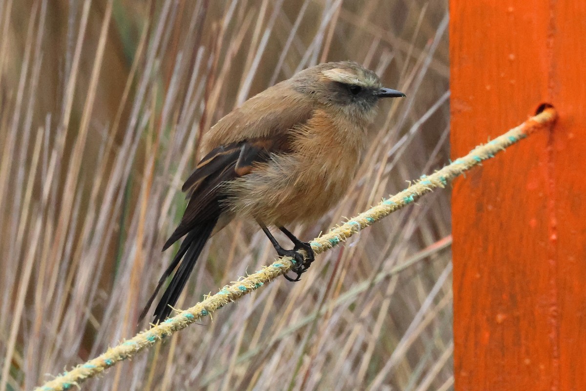 Brown-backed Chat-Tyrant - ML641842481