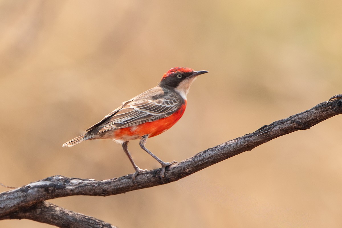 Crimson Chat - ML641842482