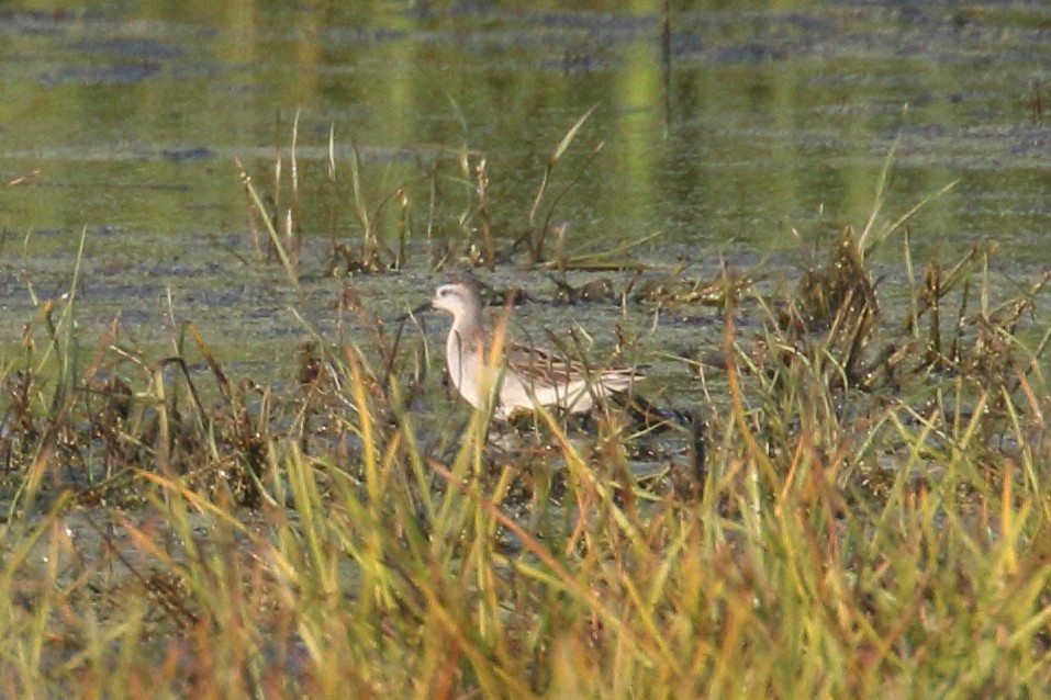 Wilson's Phalarope - ML641842505