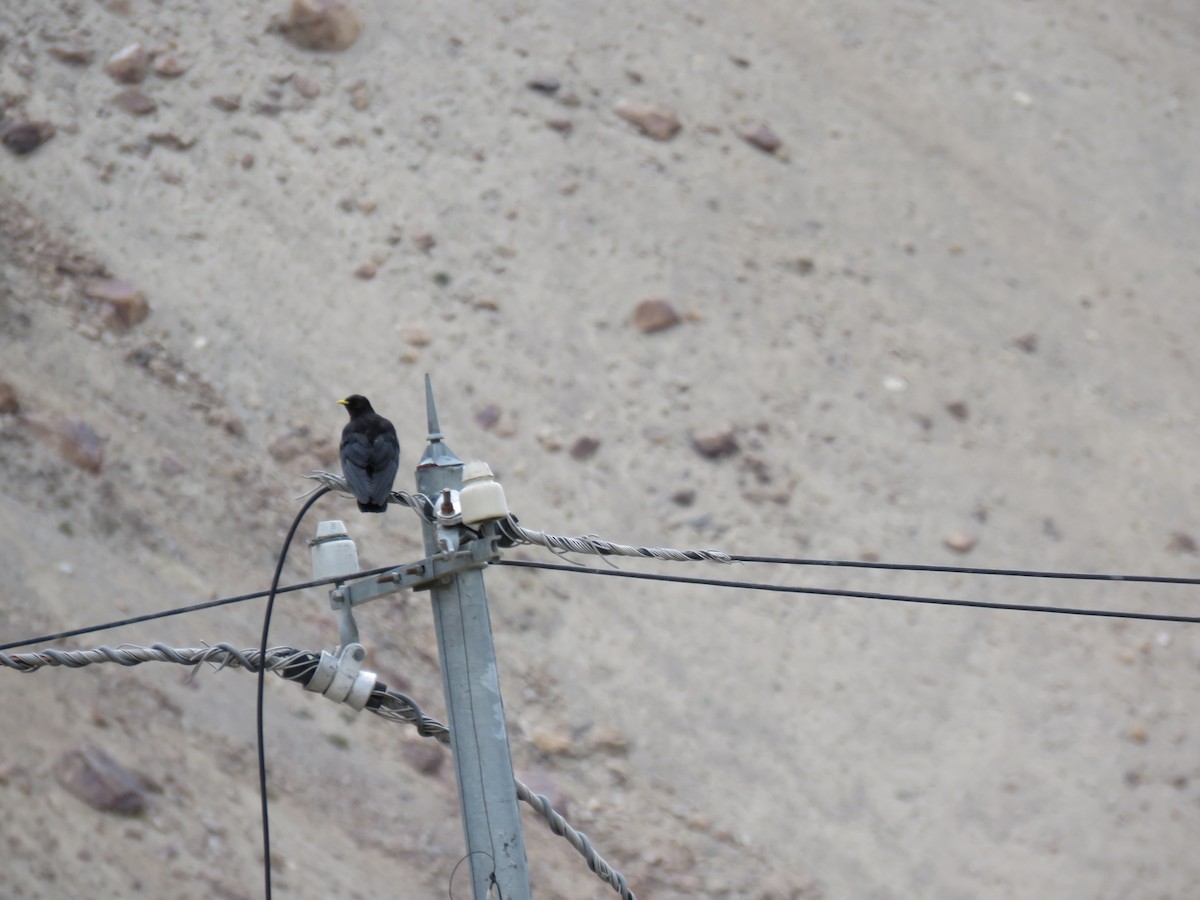 Yellow-billed Chough - ML641842509