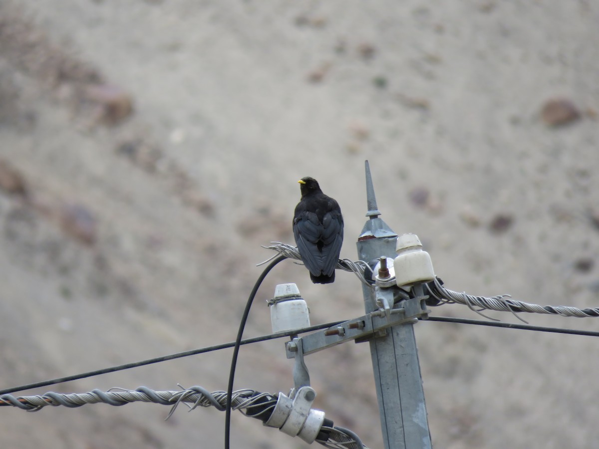 Yellow-billed Chough - ML641842510