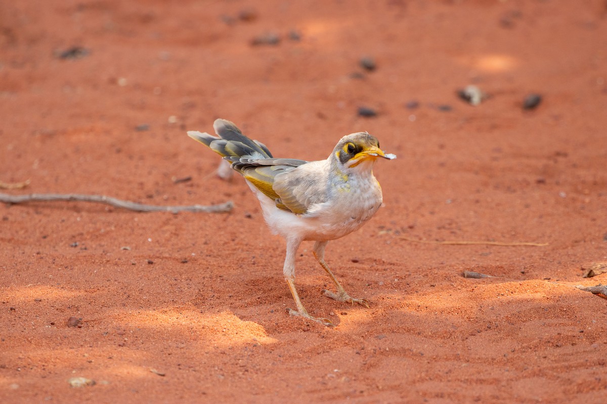 Yellow-throated Miner - ML641842517