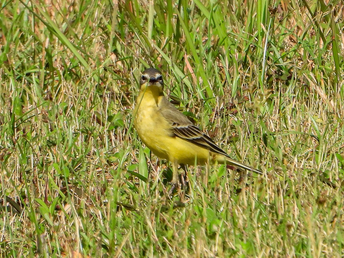 Bergeronnette de Béringie - ML641842620