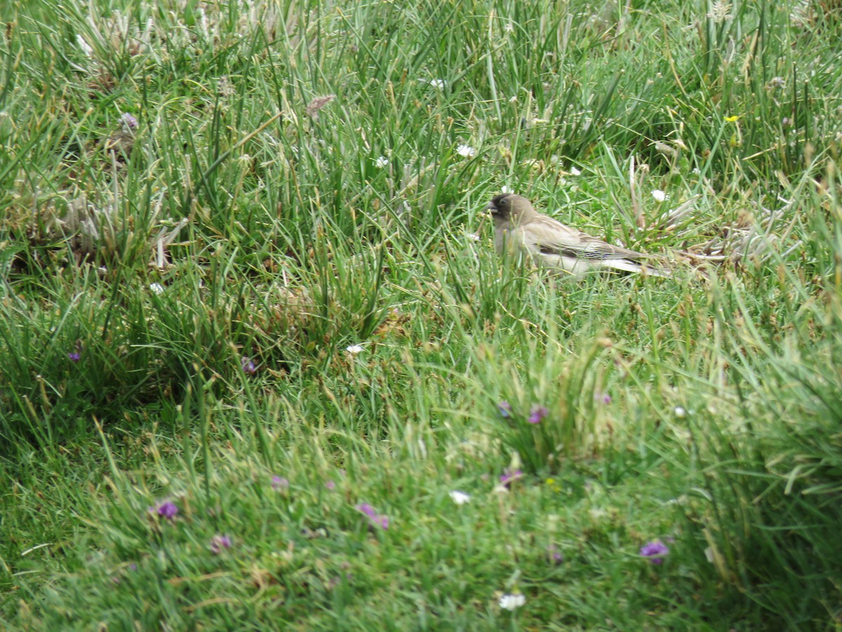 Black-headed Mountain Finch - ML641842645