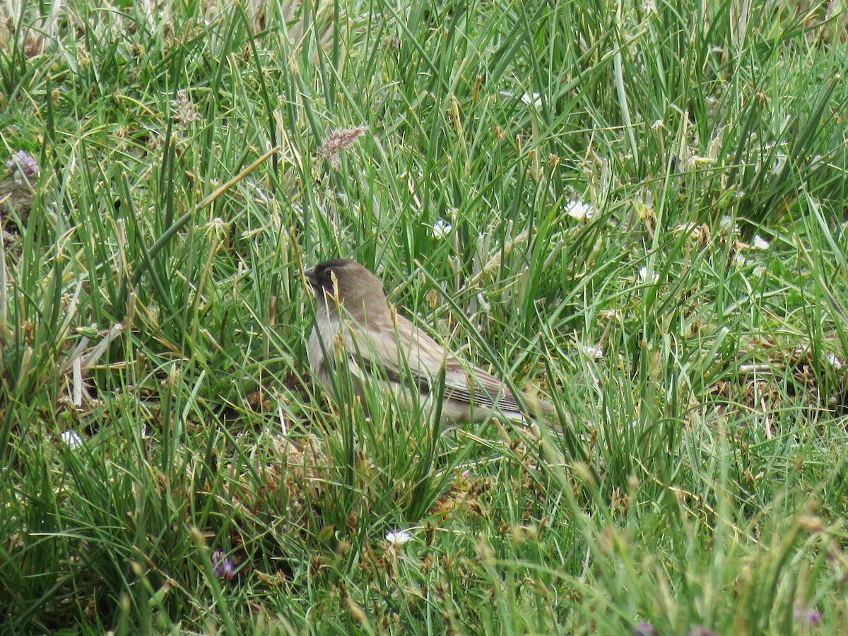 Black-headed Mountain Finch - ML641842646