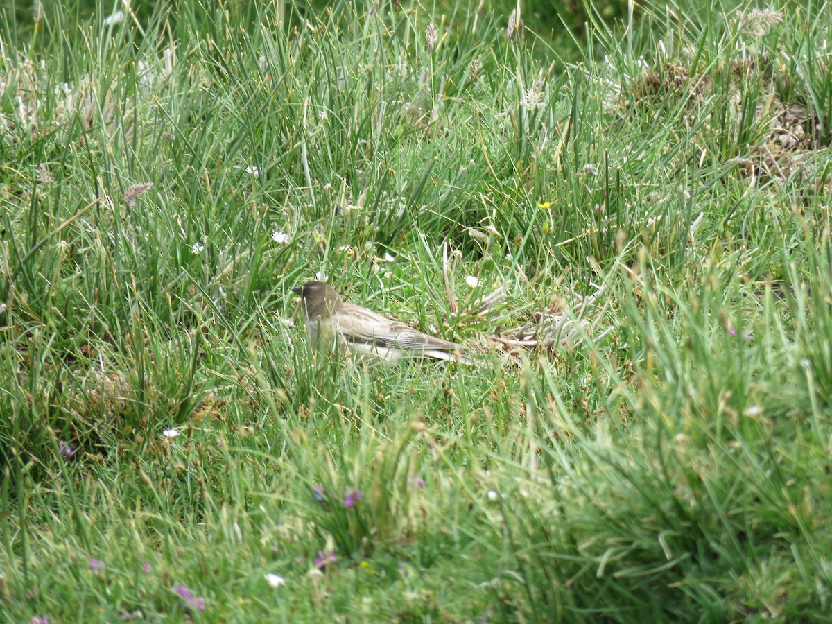 Black-headed Mountain Finch - ML641842647