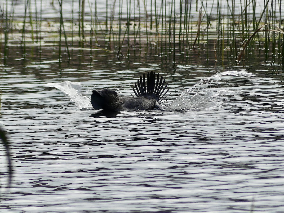 Musk Duck - ML641842652