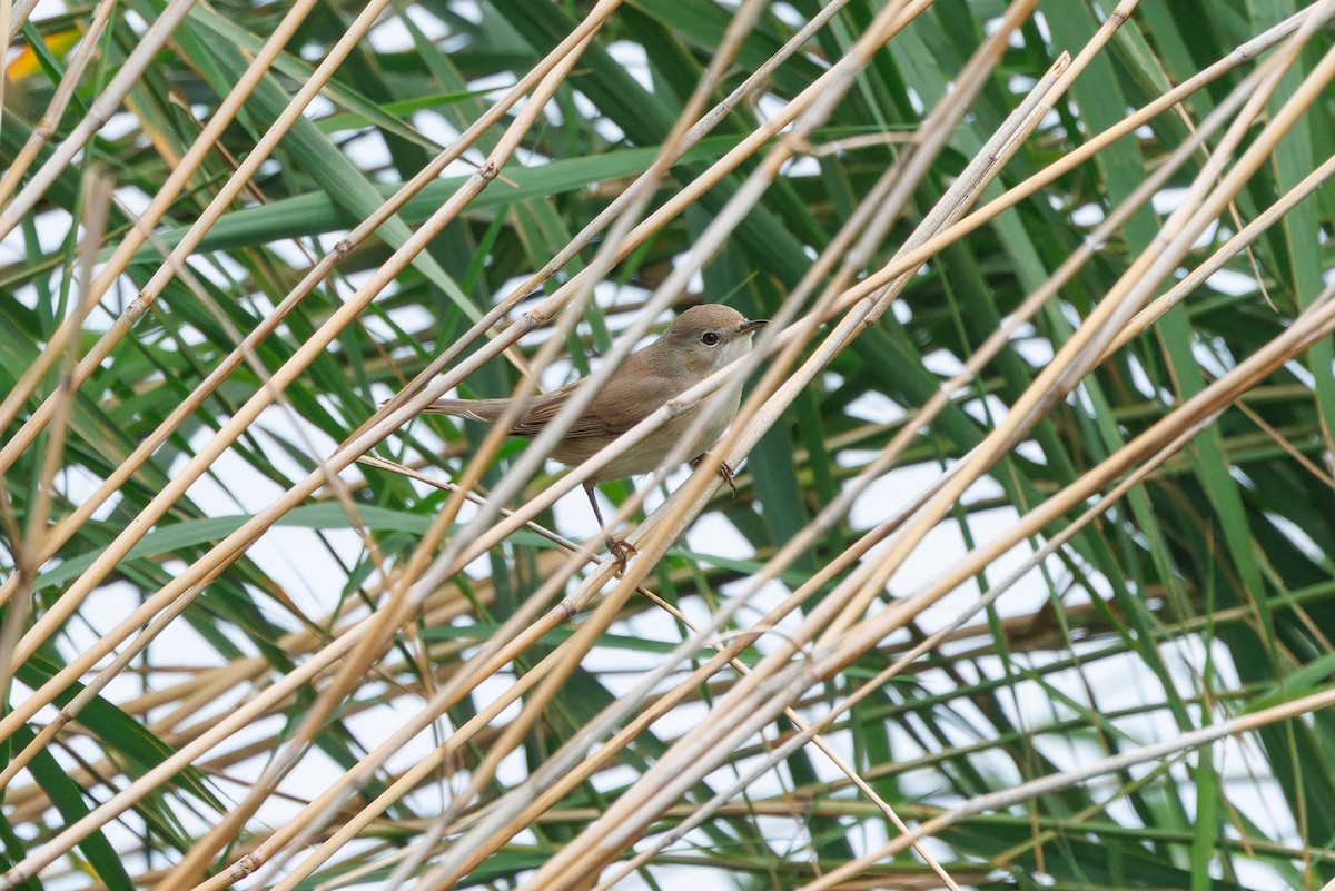 Western Subalpine Warbler - ML641842659