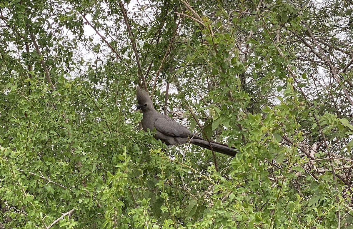 Gray Go-away-bird - ML641842666