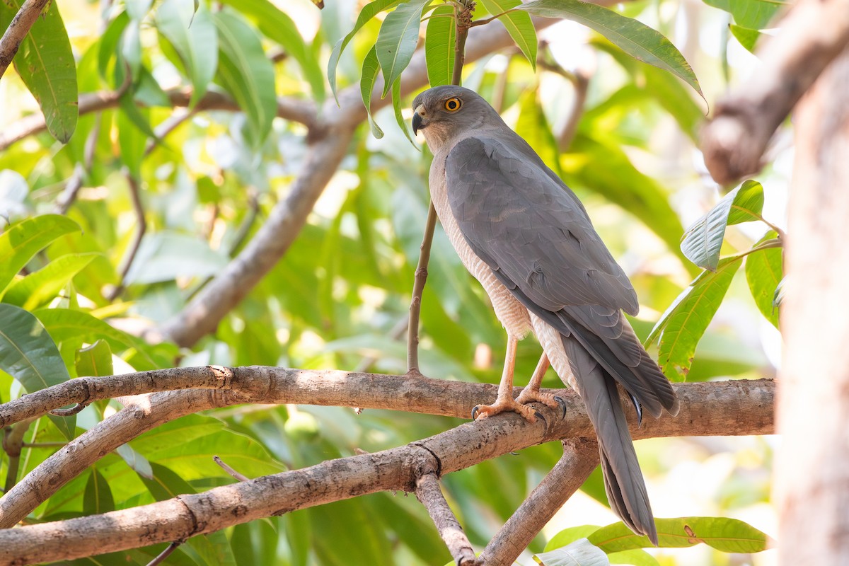 Brown Goshawk - ML641842676