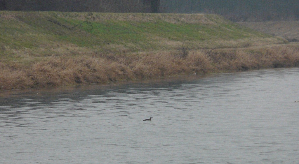 Plongeon catmarin - ML641842697