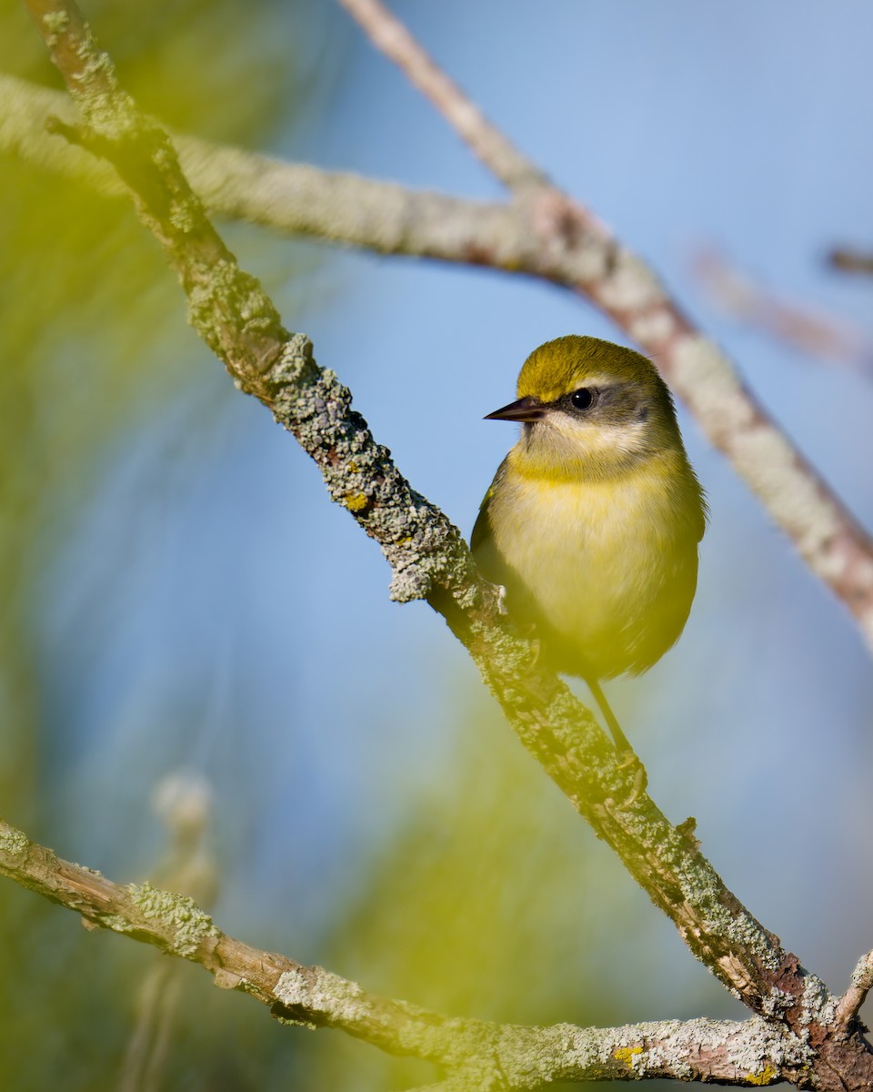 Golden-winged Warbler - ML641842700