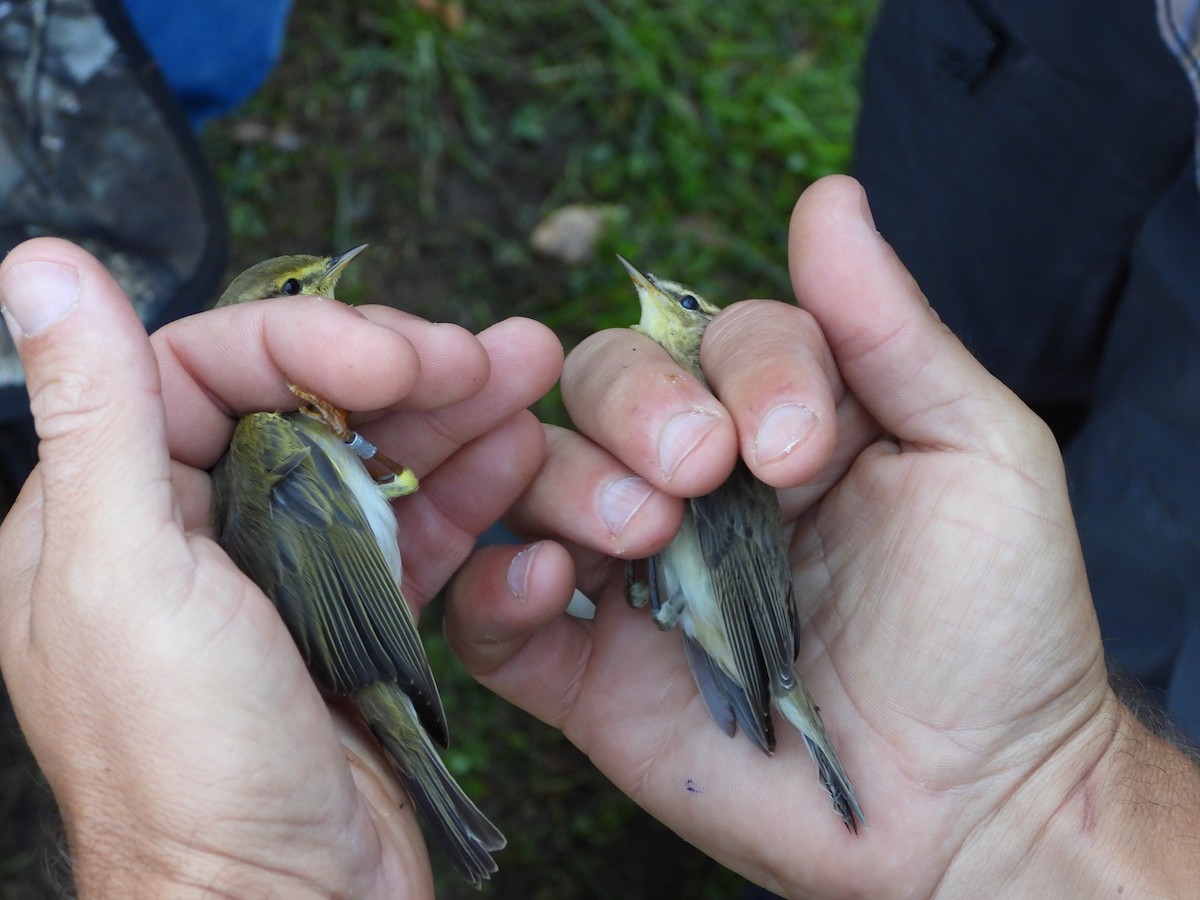 Willow Warbler - ML641842701