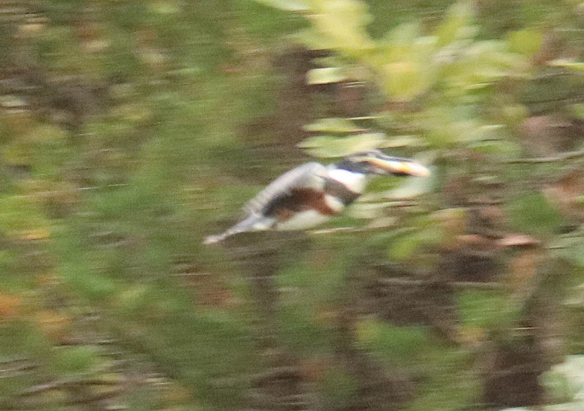 Belted Kingfisher - ML641842702
