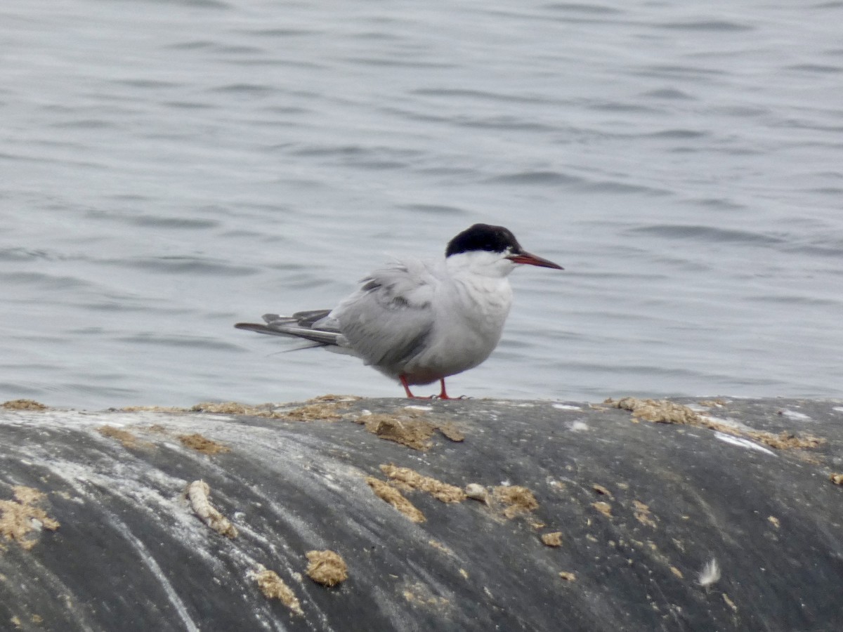 Common Tern - ML641842703