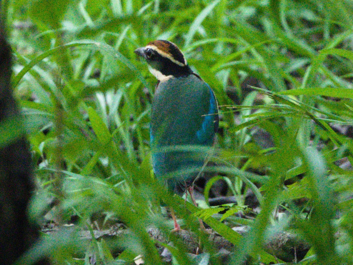 Fairy Pitta - ML641842704