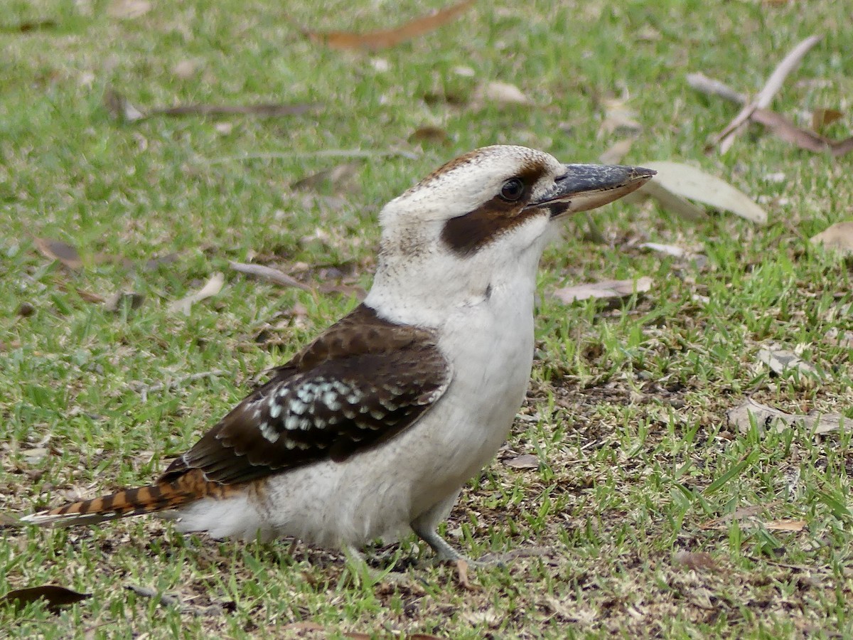 Laughing Kookaburra - ML641842705