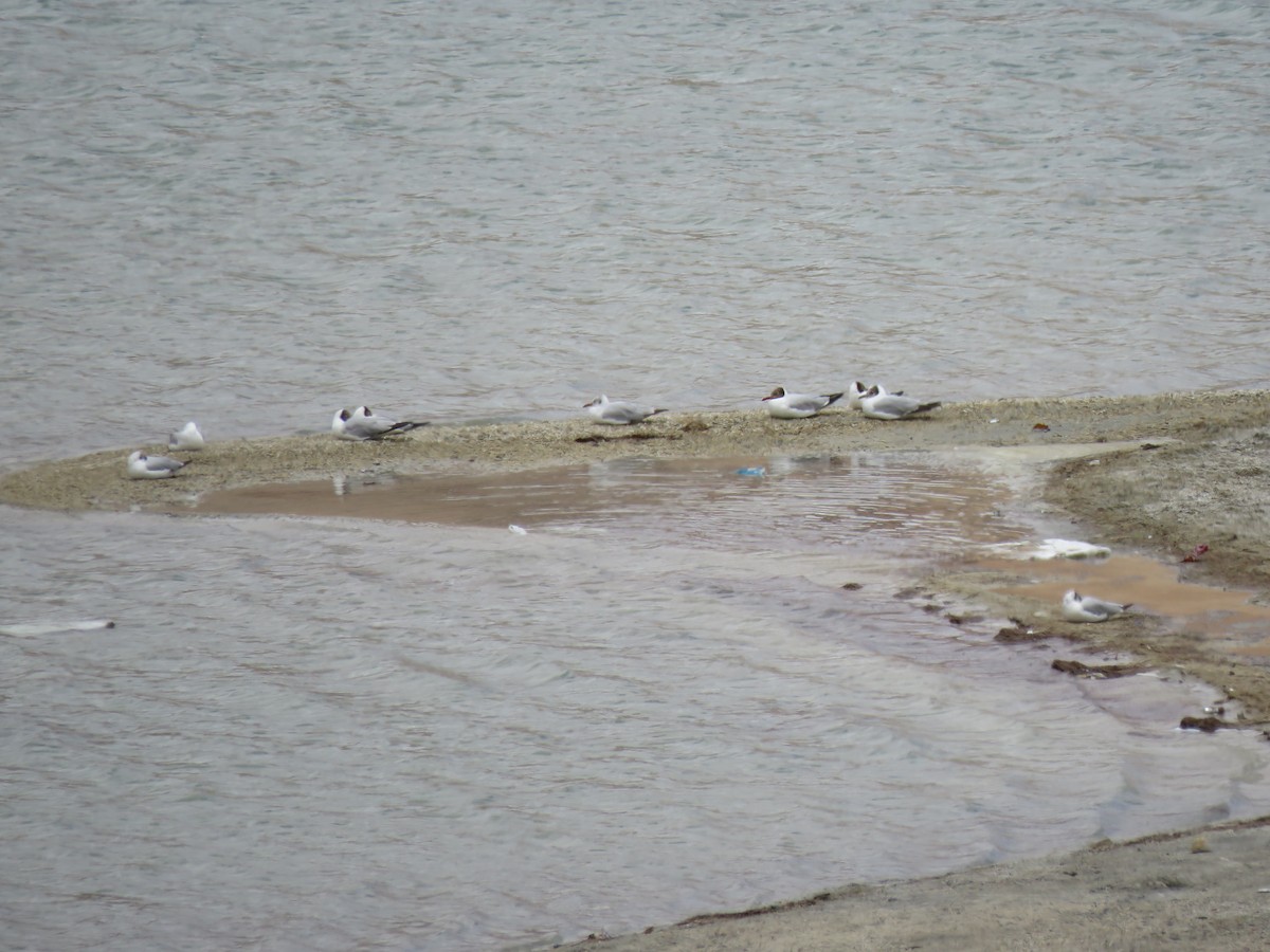 Brown-headed Gull - ML641842706