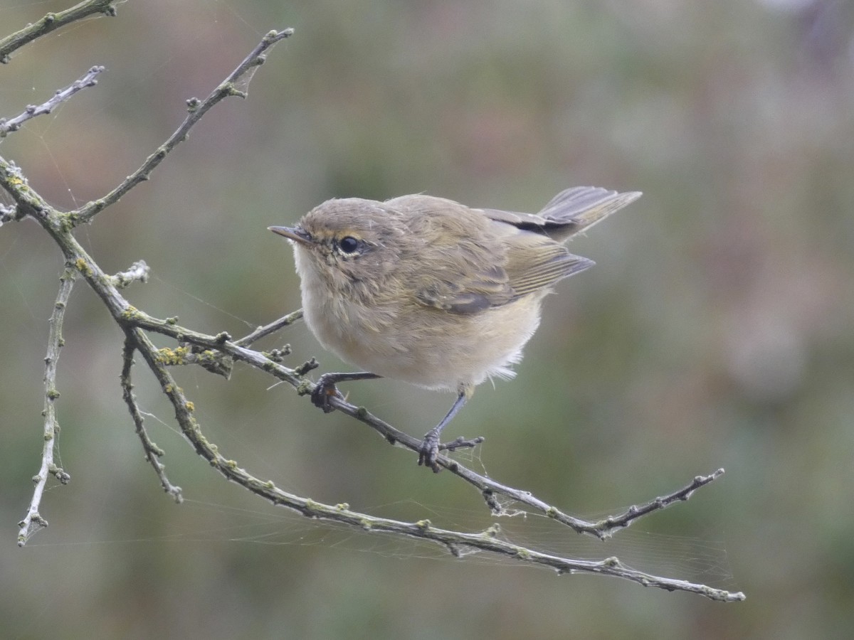 Common Chiffchaff - ML641842707