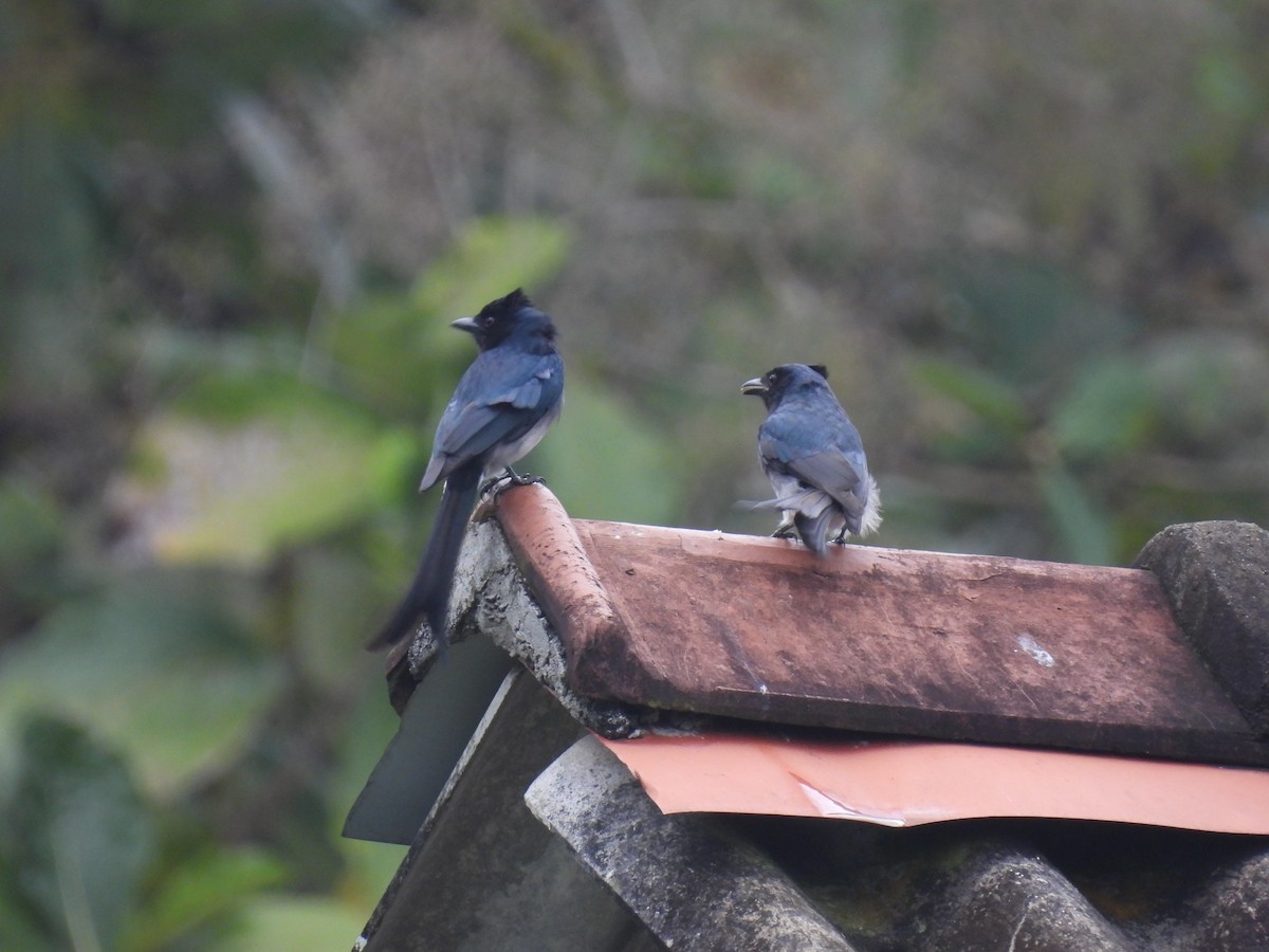 White-bellied Drongo - ML641842708