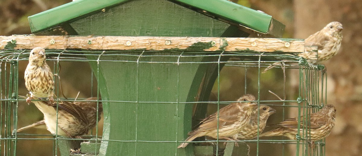 Purple Finch - ML641842710