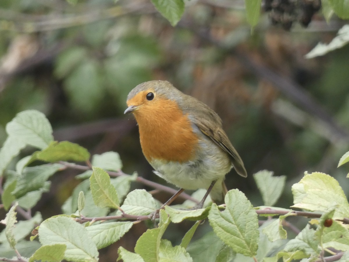 European Robin - ML641842711