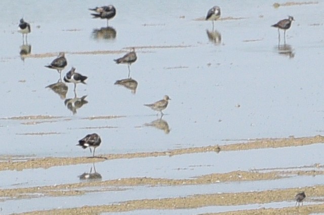 European Golden-Plover - ML641842712
