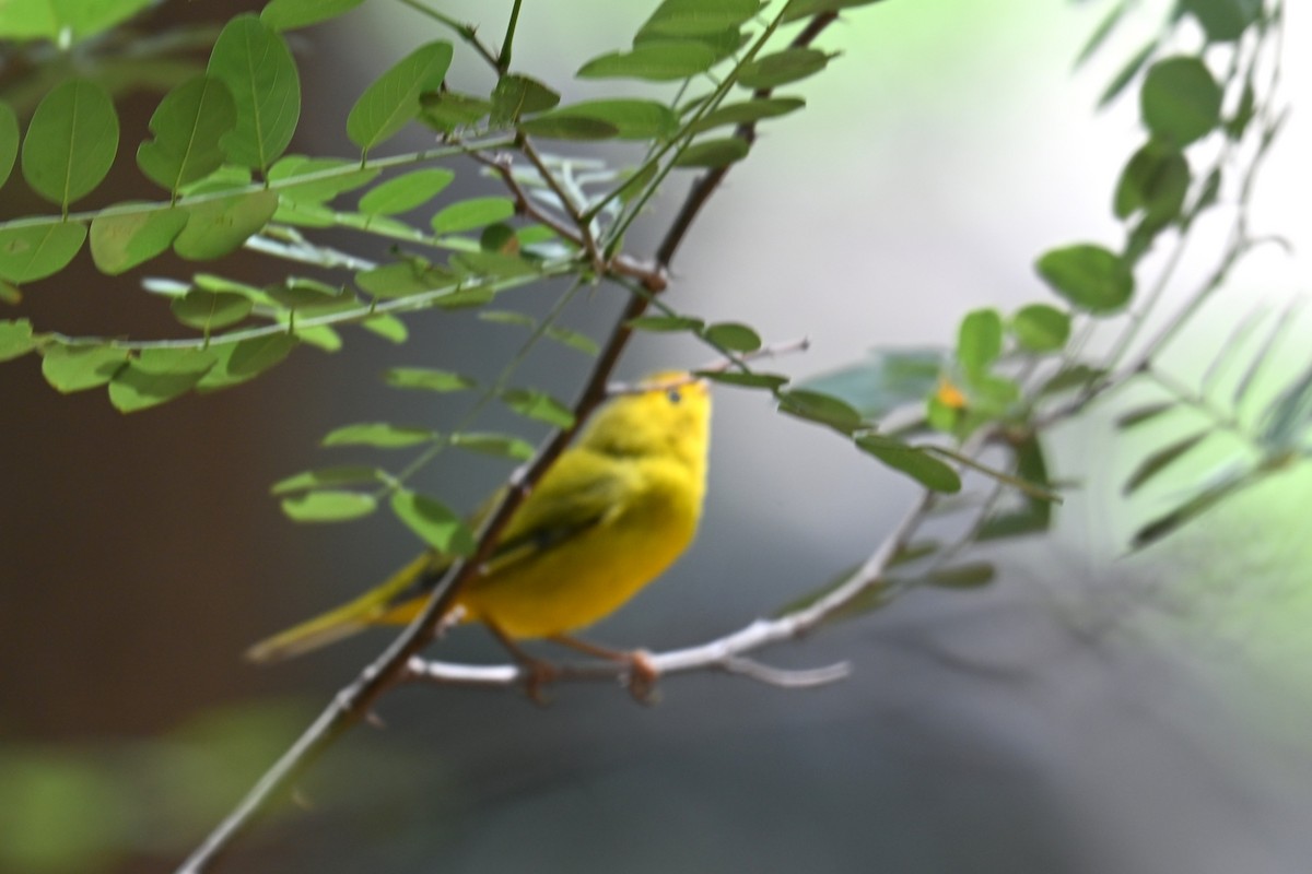 Wilson's Warbler - ML641842713