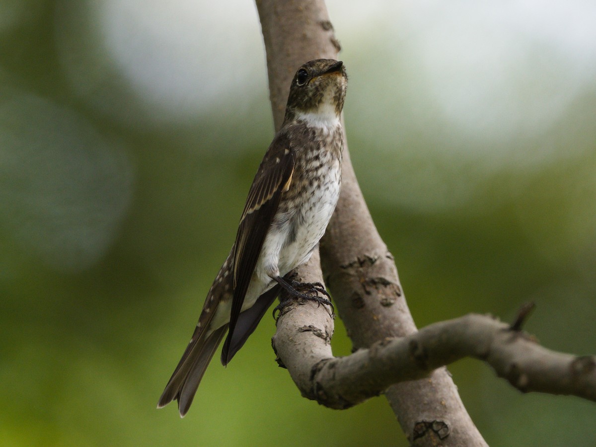 Gray-streaked Flycatcher - ML641842715