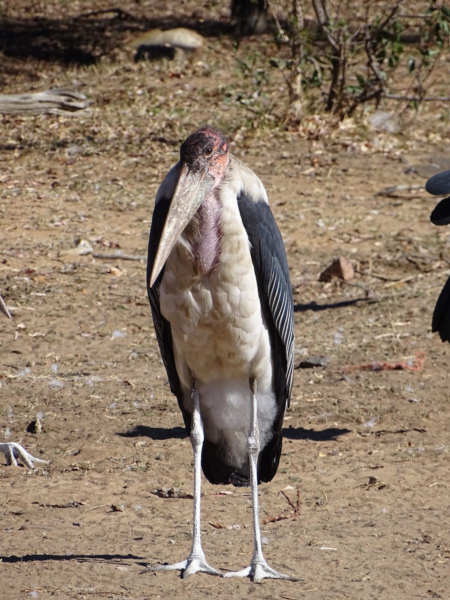 Marabou Stork - ML641842729