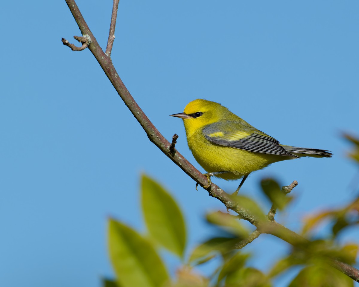 Blue-winged Warbler - ML641842731